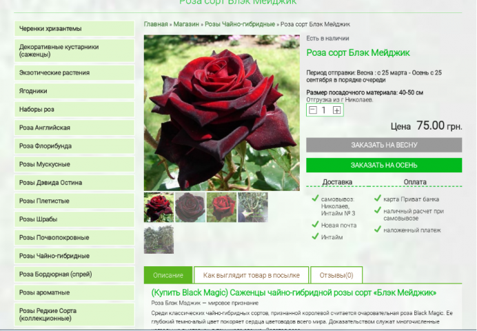 Описание сорта роз: Блэк Мэджик
