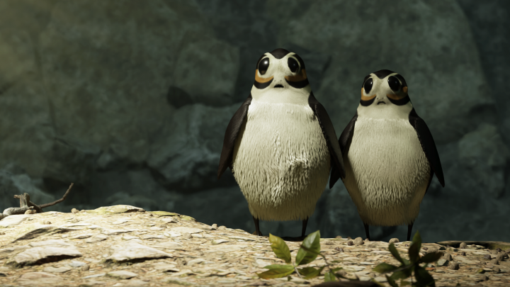 birds