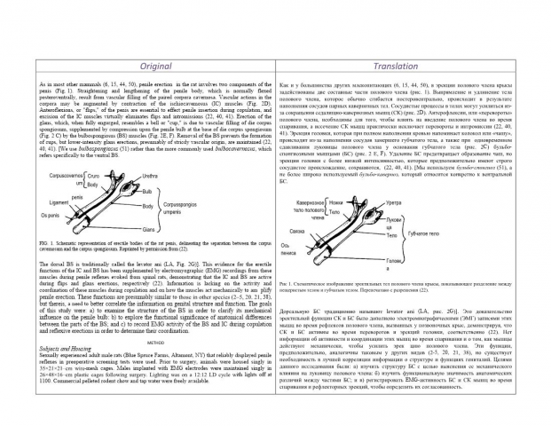 Electromyographic Analysis of Male Rat Perineal Muscles