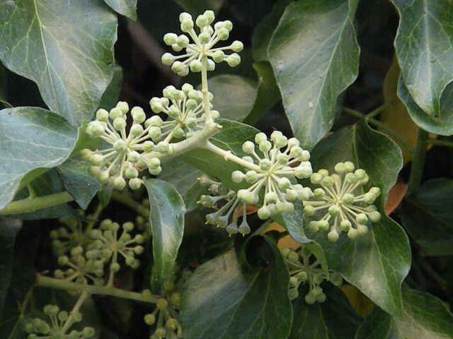 Крымский растительный мир