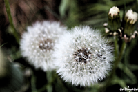 Одуванчики