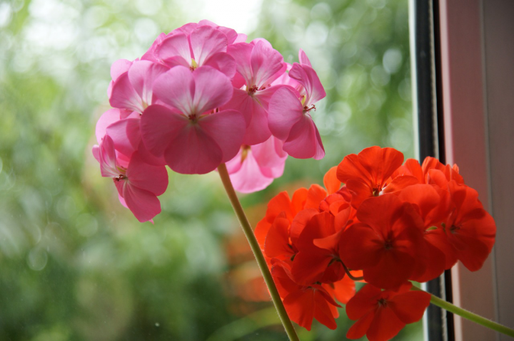 Цветы в Макросъёмке