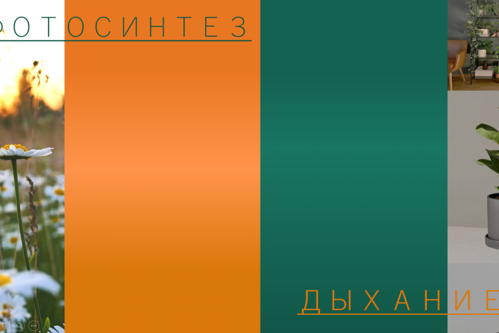 Презентация для университета