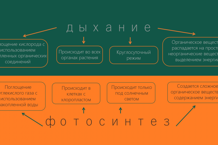 Презентация для университета