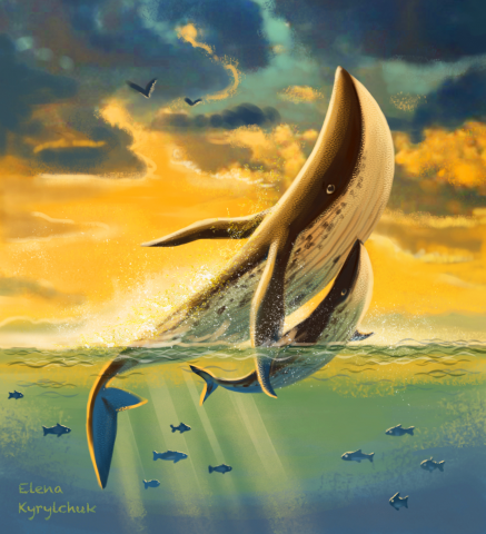 Киты, рыбы, море