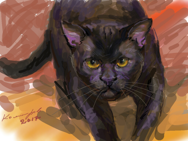 Кот