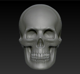 3D модель "Человеческий череп"