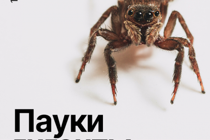Дизайн плаката для выставки пауков