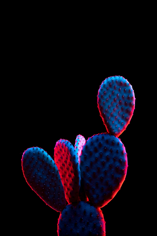 Кактус с планеты пандора