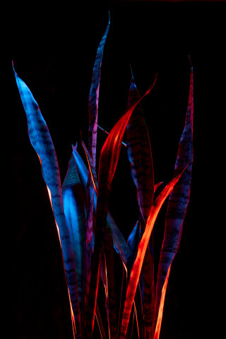 цветок сансевиерия