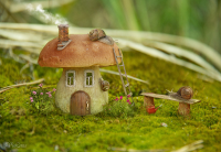 Семейка улиток