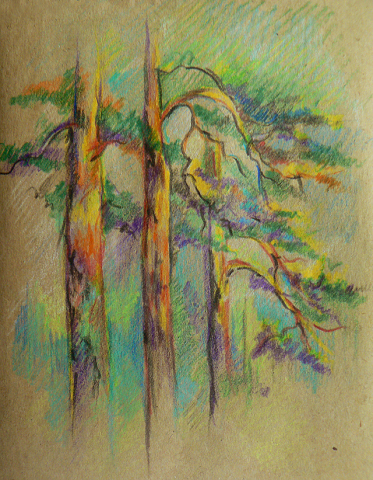 Сосны на закате