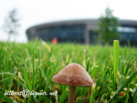 гриб после дождя