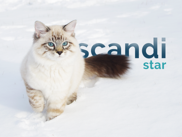Scandistar