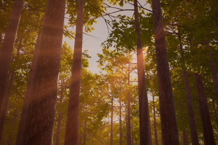 Сосновый лес