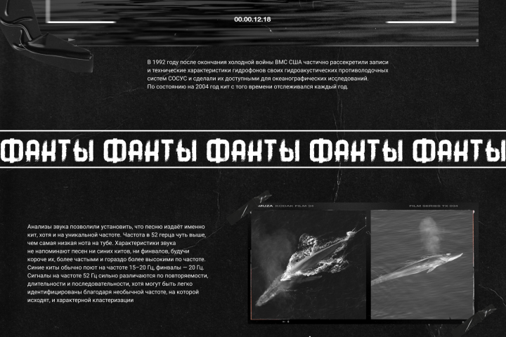 Одинокий кит