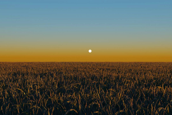 Русские поля.