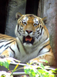 Тигренок
