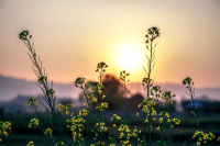 sun