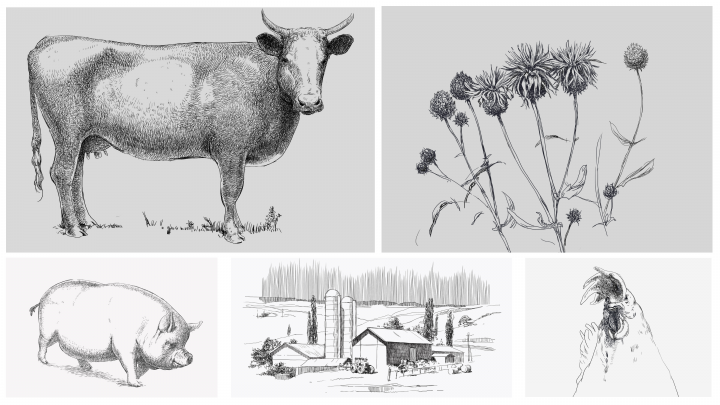 Иллюстрации