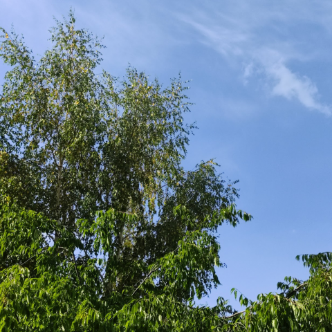 Зелень (3)
