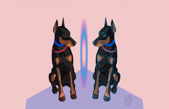 Доберман и отражение