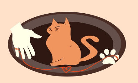 Логотип к брошюре (поиск котятам дома).