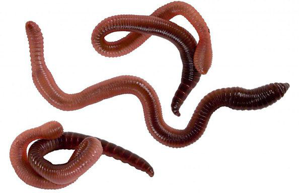 Черви для рыбалки