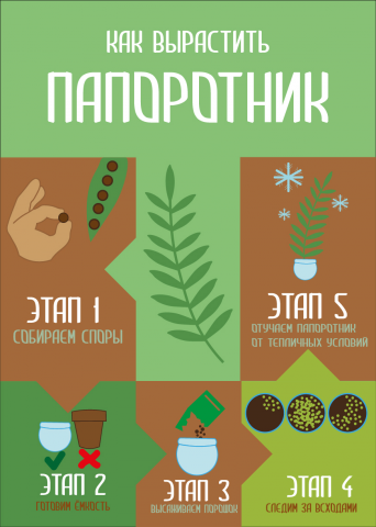 Инфографика на тему "Как вырастить папоротник?"