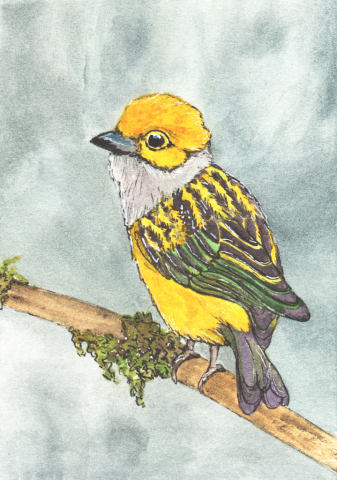 Акварельная иллюстрация танагера