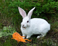 Работа 2400759