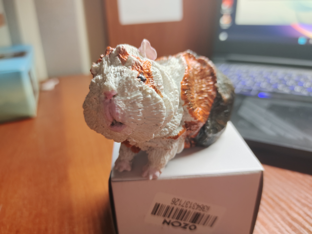 Морская свинка