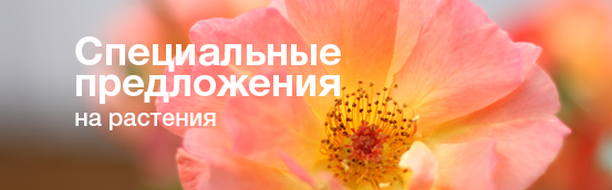 Специальное предложение