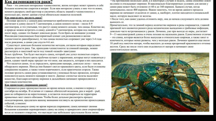Как размножаются раки?