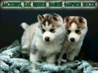 Слоган для носочной фабрики