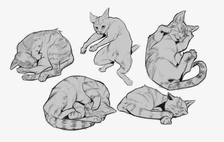 Коты