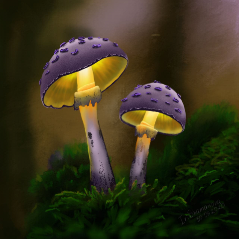 Грибы