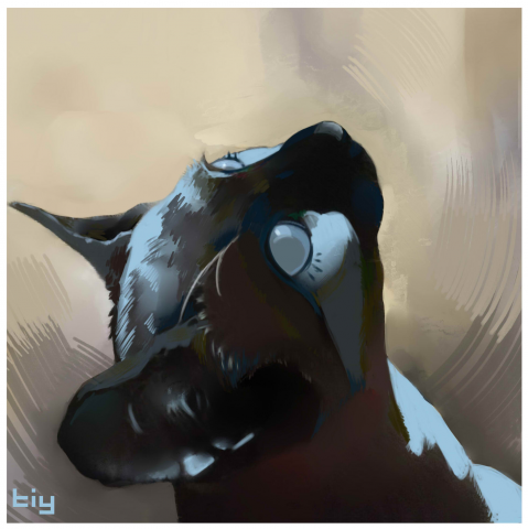 Кот