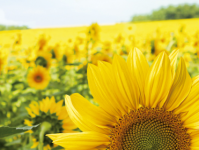 Листовка Ядро подсолнечника