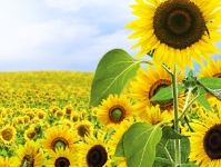 Брошюра Семечки