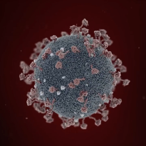 Corona Virus