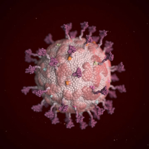 Corona Virus