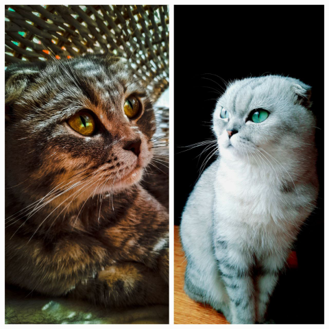 Котики