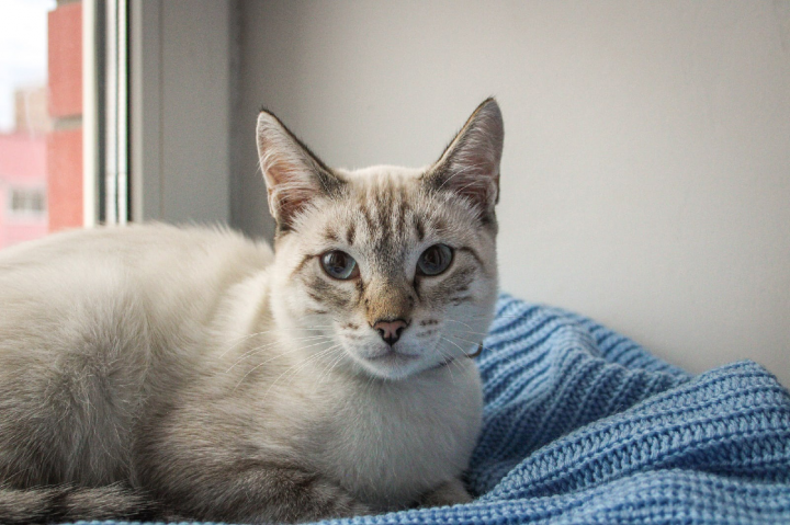 Работа 4426923