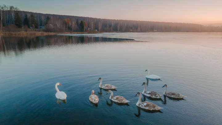 Лебеди перед вылетом на Юг