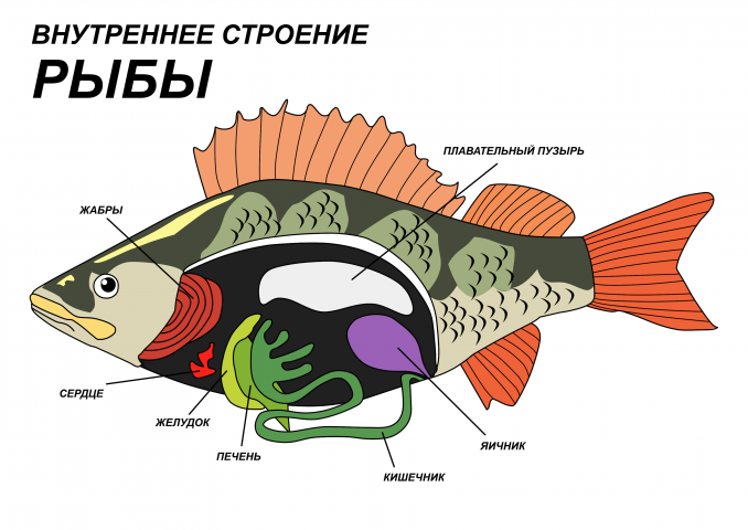 Внутреннее строение