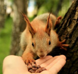 Страницы «Гарантии» и «Оплата» интернет-магазина