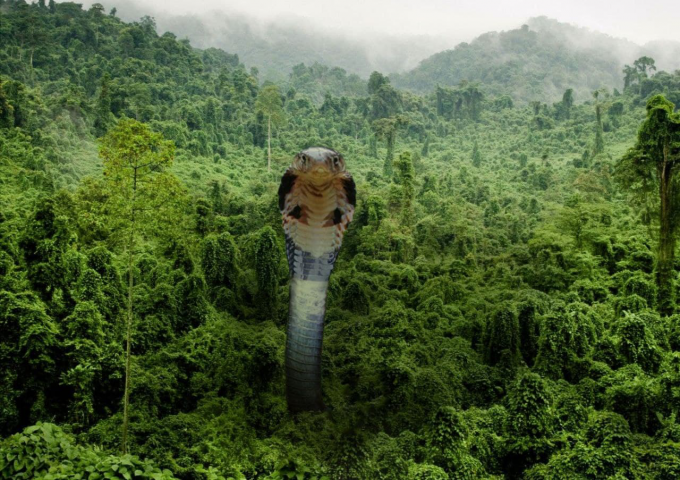 Коллаж змеи Титанобоа 2