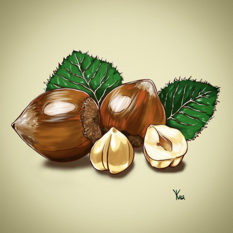 Hazelnut