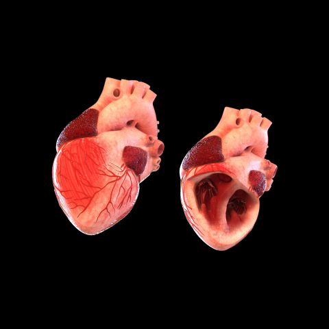 realistic heart model